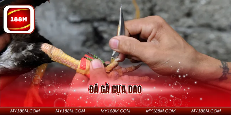 đá gà cựa dao