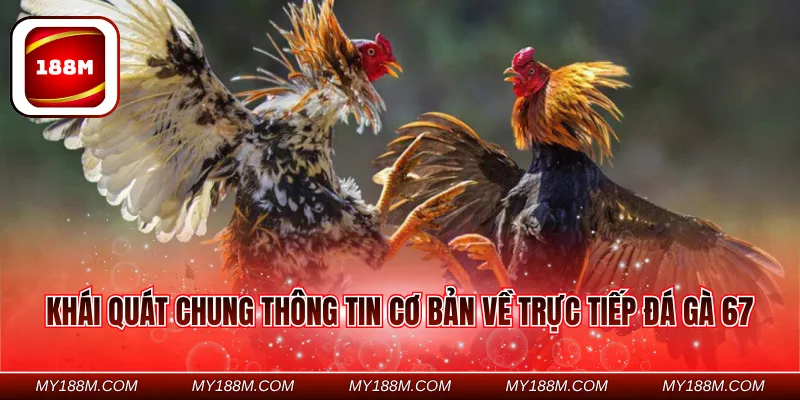 Khái quát chung thông tin cơ bản về trực tiếp đá gà 67