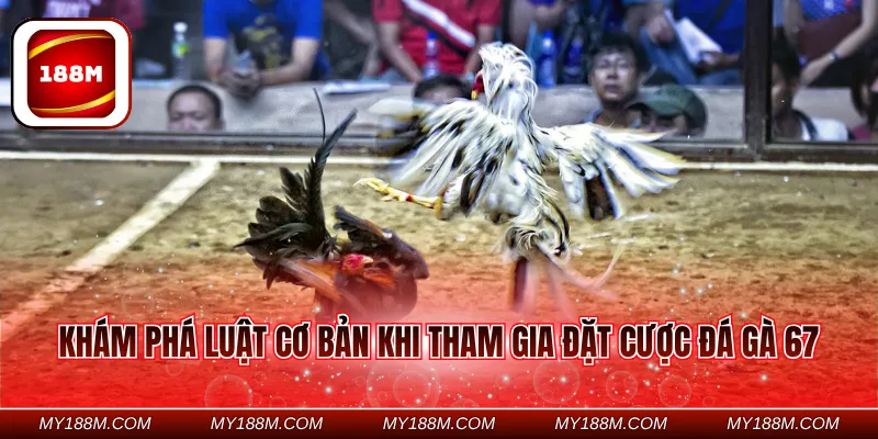 Khám phá luật cơ bản khi tham gia đặt cược đá gà 67